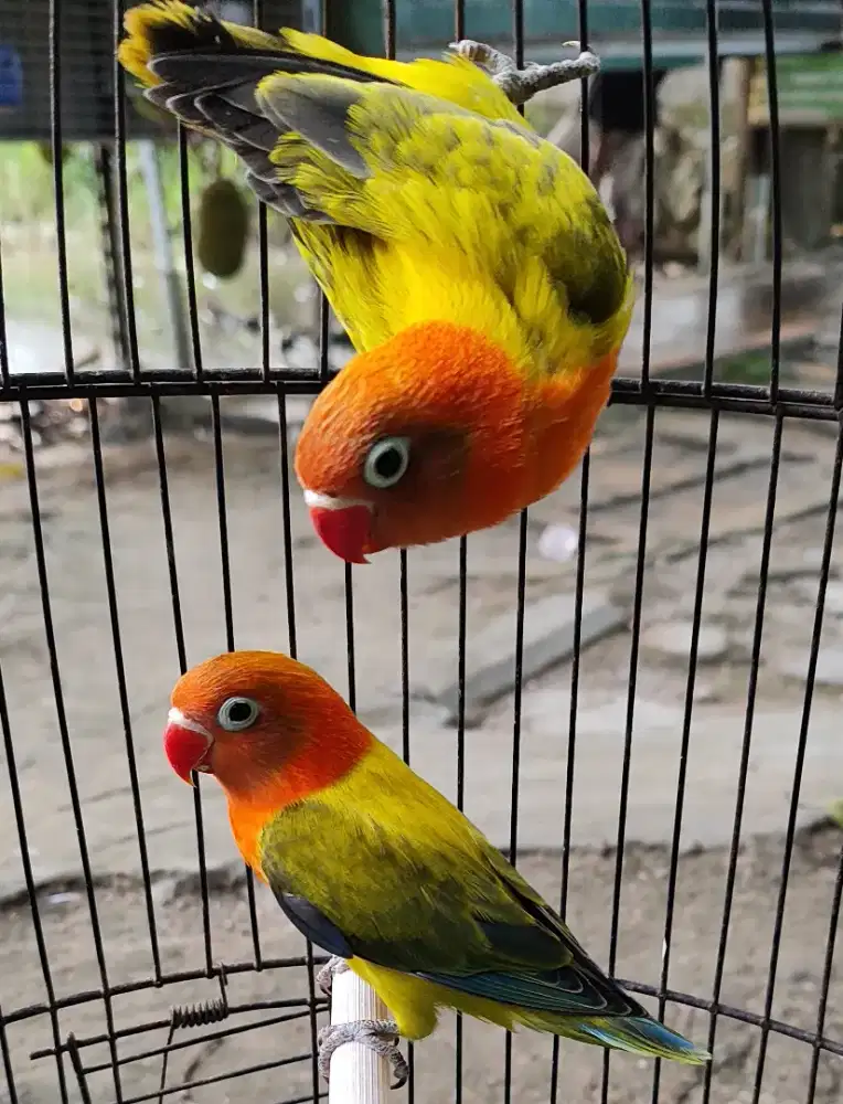 Burung lovebird euwing glod