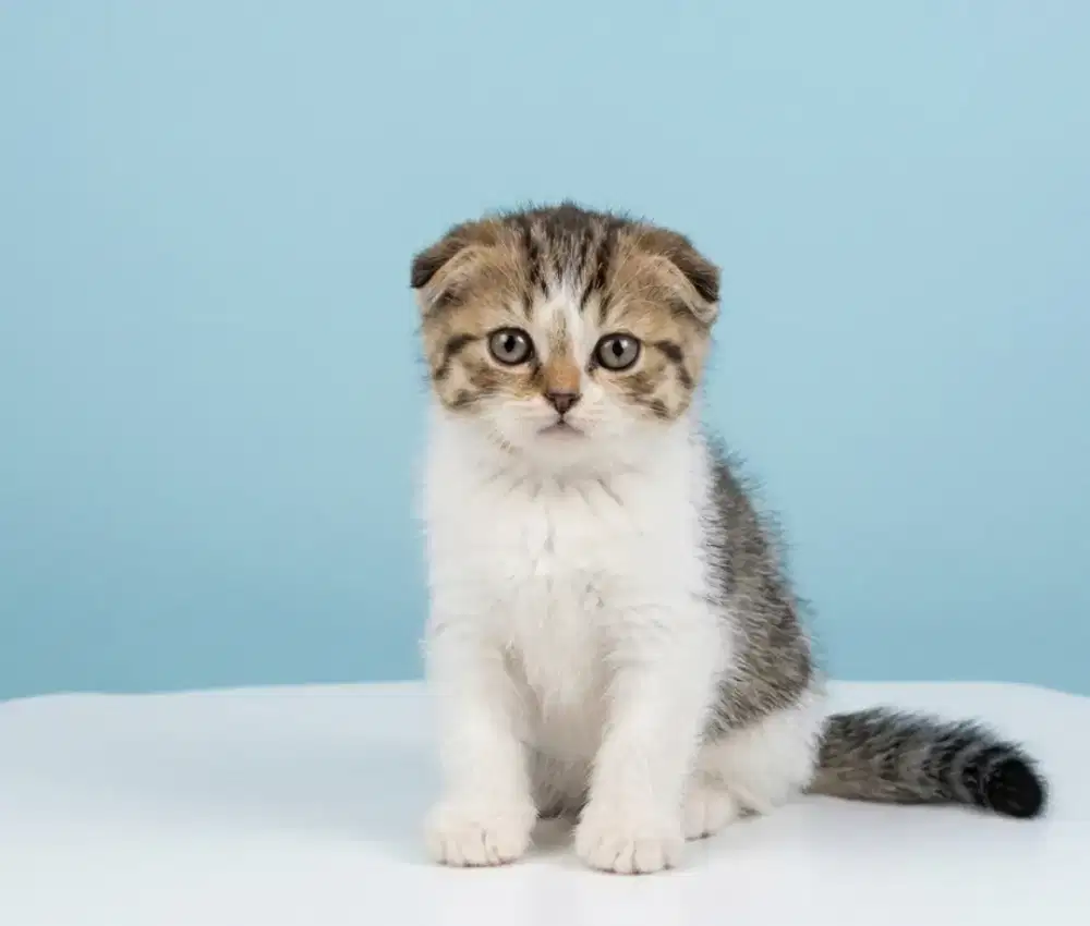 Scottish Triple Fold Mujaer Jantan