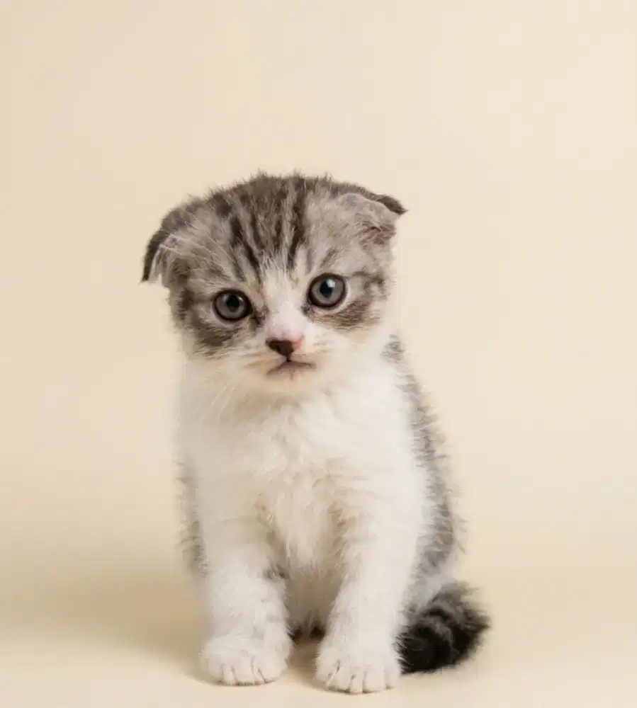 Scottish Double Fold Mujaer Betina