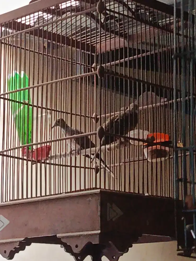Burung perkutut