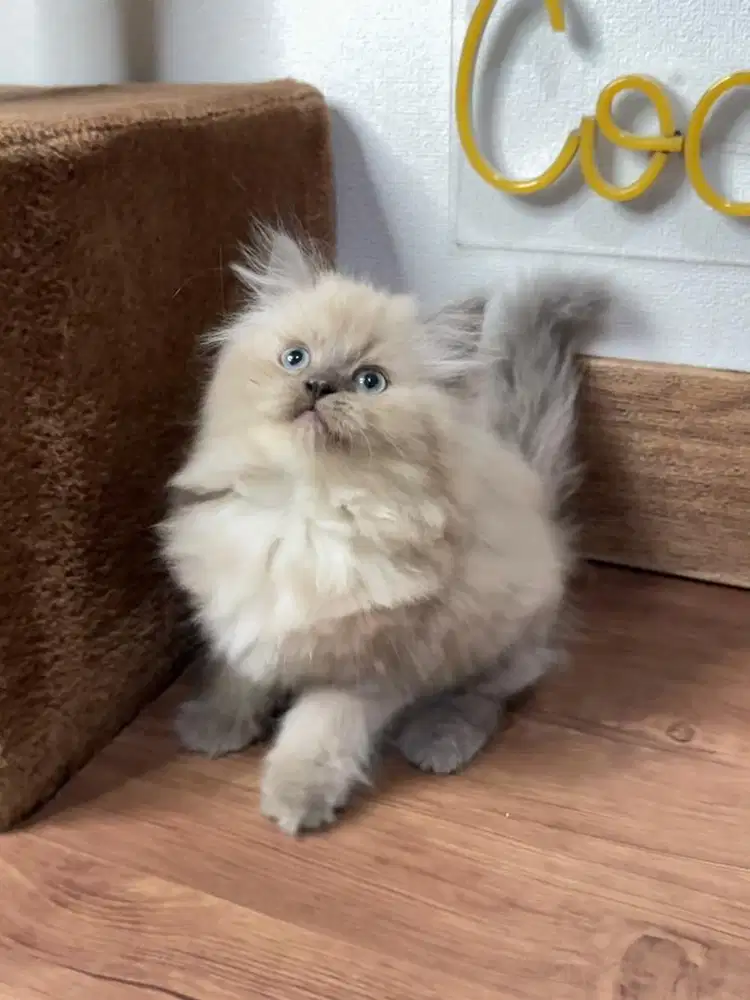 Kitten Kucing Persia Himalaya