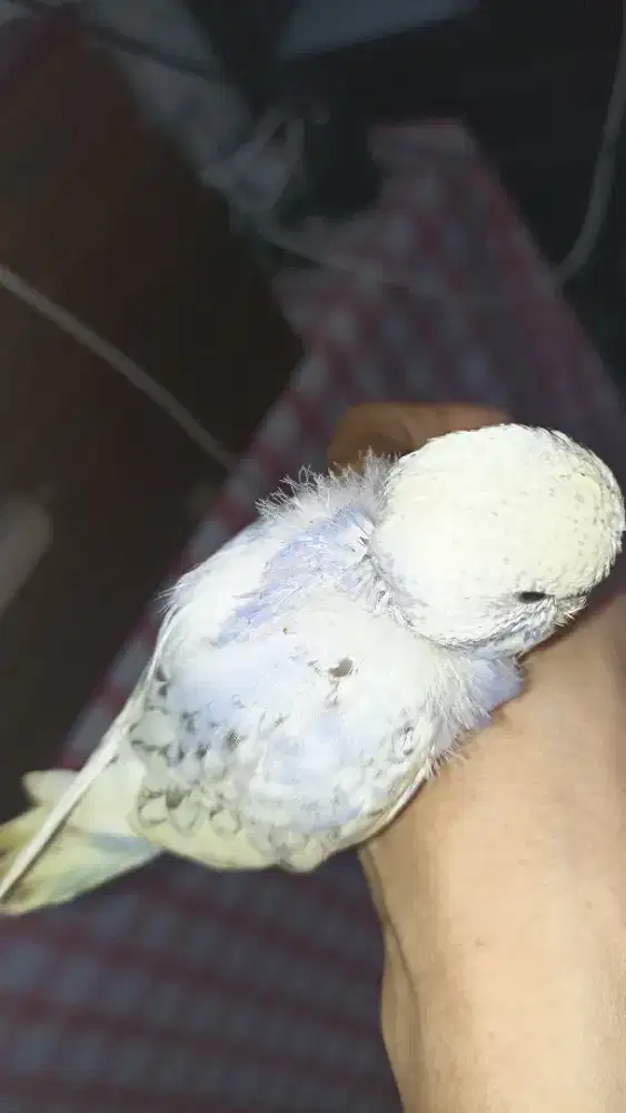 Parkit mutasi jinak banget
