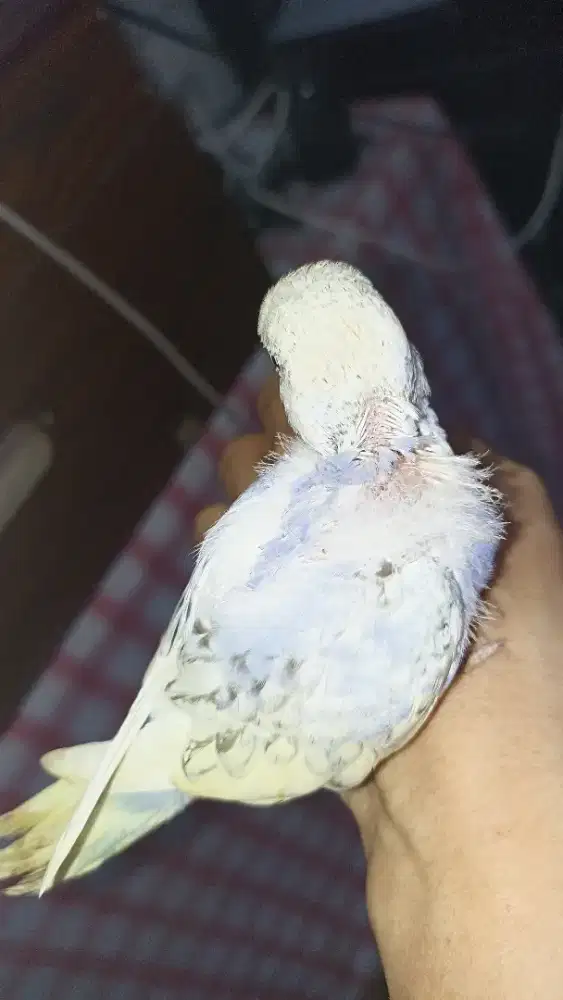 Parkit mutasi spangle jinak