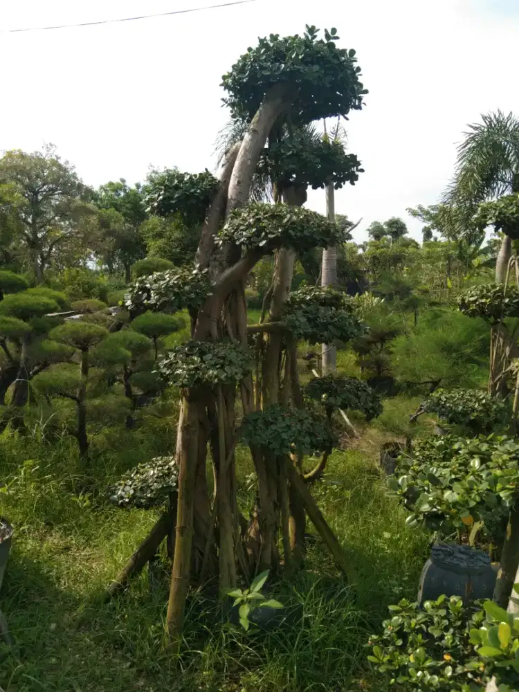 Jual bunga bonsae
