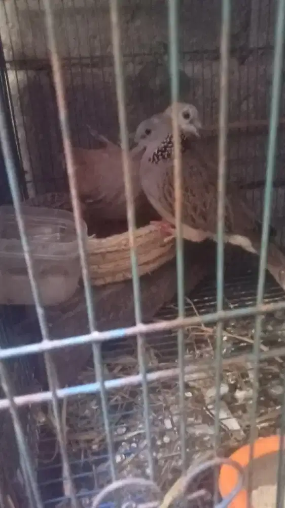 Tekukur sepasang bethina tekukur kuk 345xsinom f2