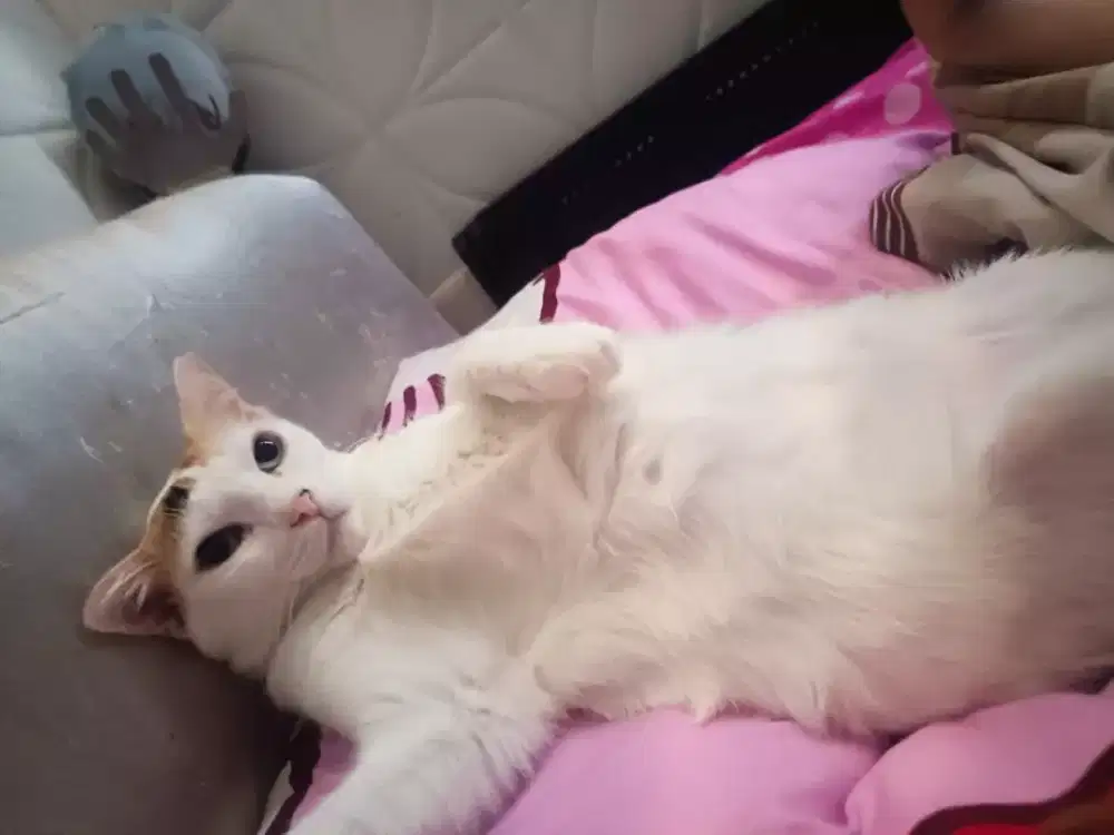 Kasur kucing murah
