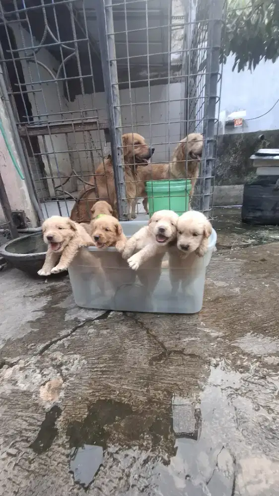 Anak Anjing Golden lincah baru 1 bulan