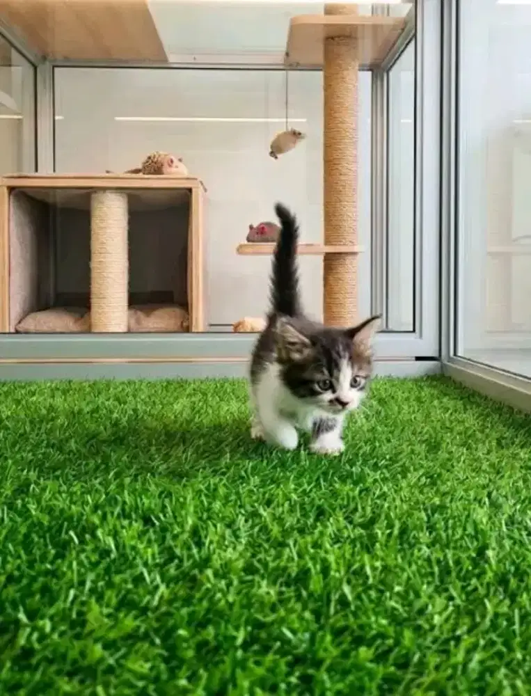 Munchkin x mainecoon
