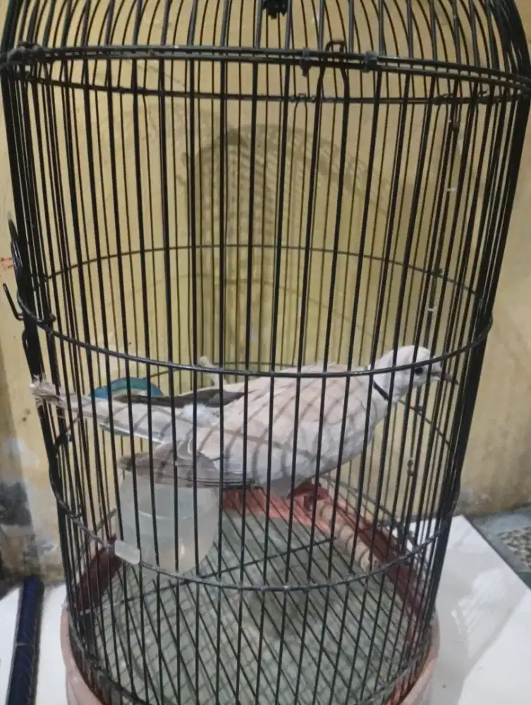 Jual burung puter jantan Dewasa bunyi