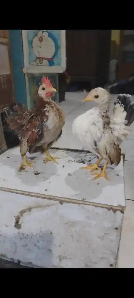 Sepasang ayam Serama
