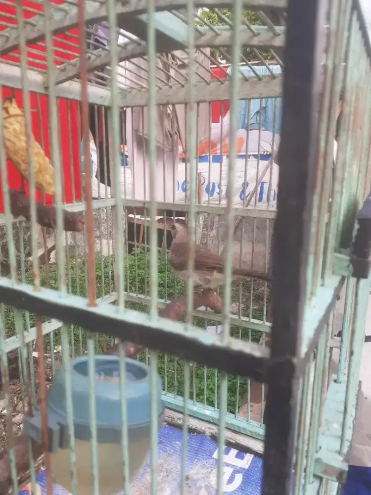 Jual burung krucuk kebo anakan mandiri jinak fulset