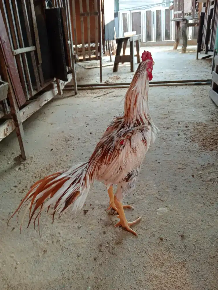 Di jual ayam Bangkok jago
