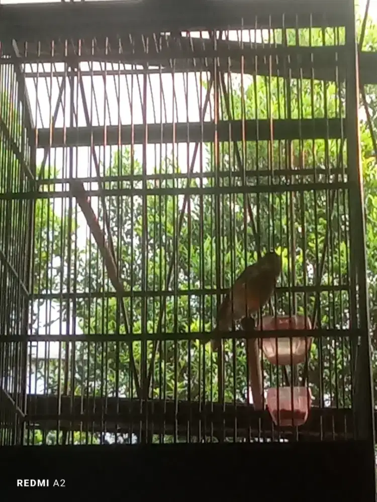 Kenari loper muda