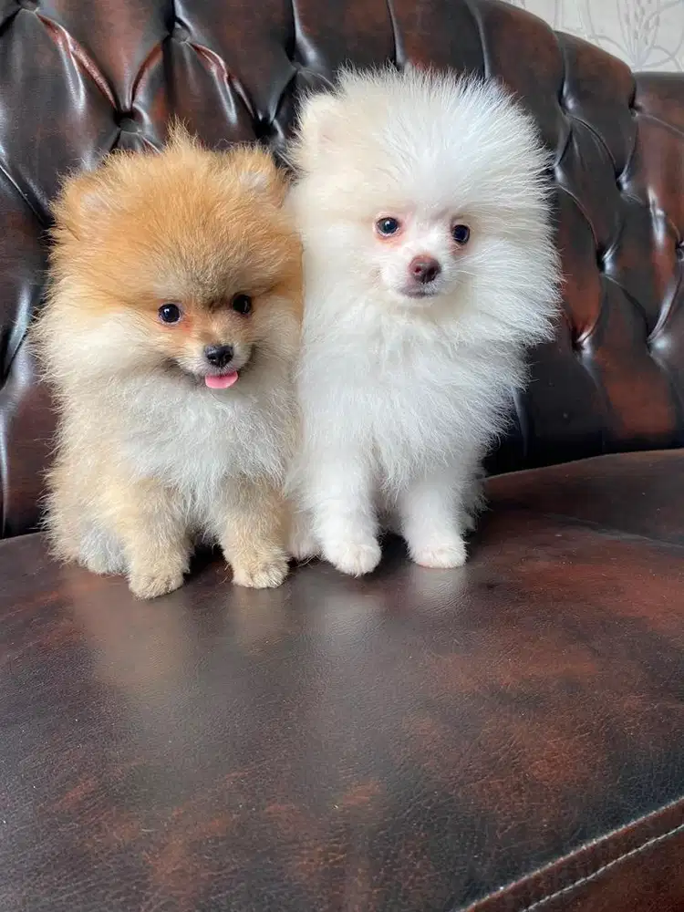 anjing minipom betina high quality
