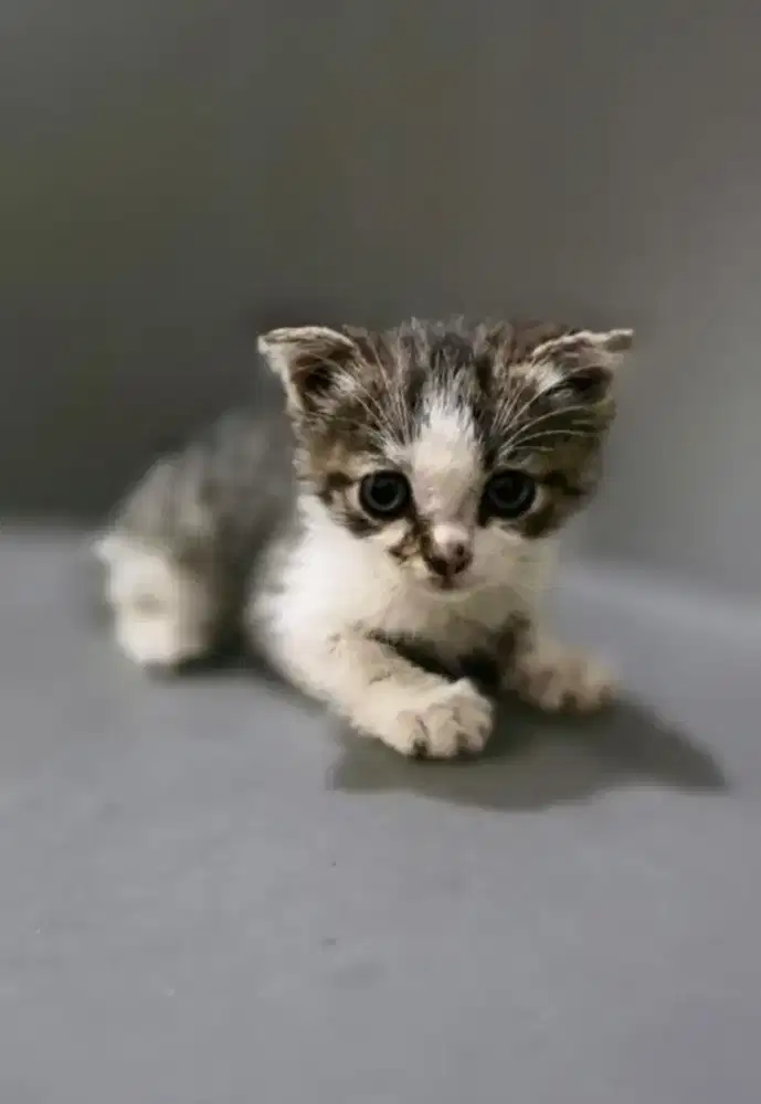Anakan Scottish Fold