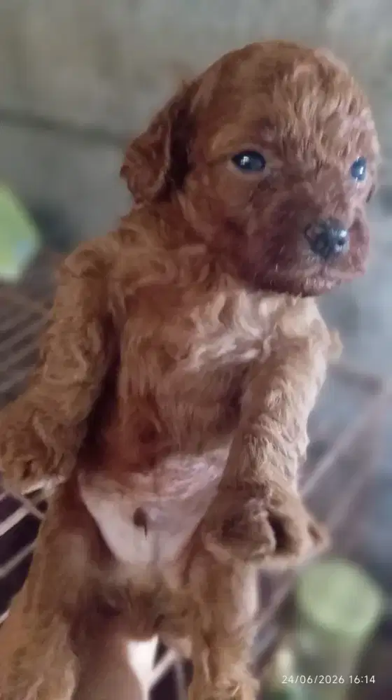 Red Puppy poodle