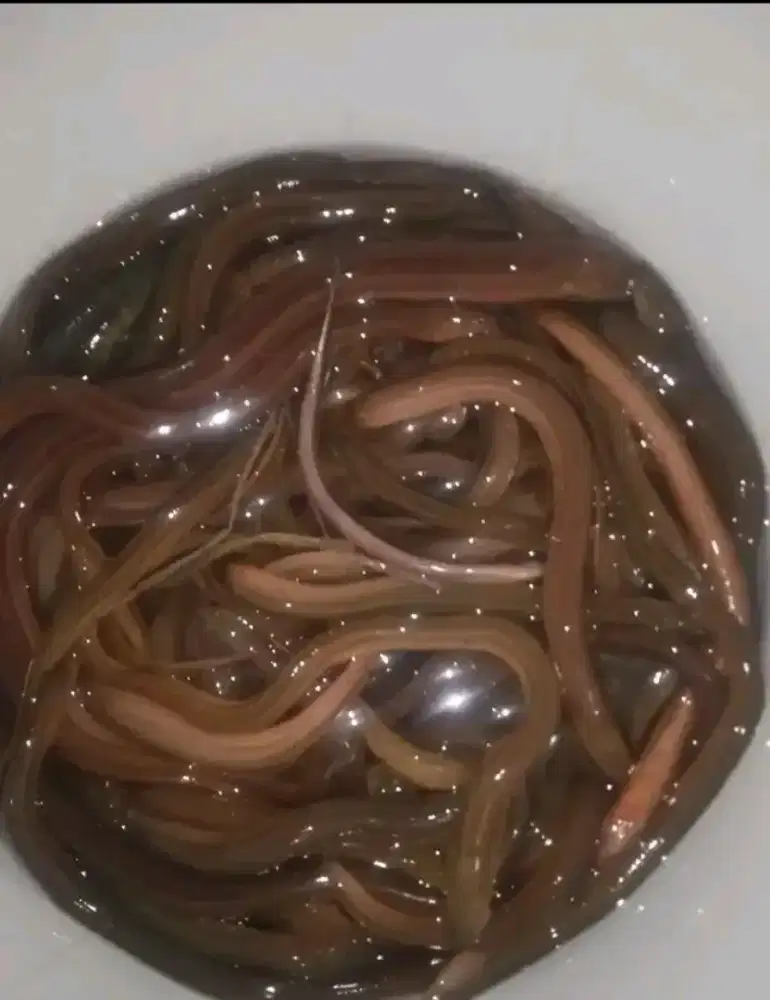 ikan ( belut sawah )