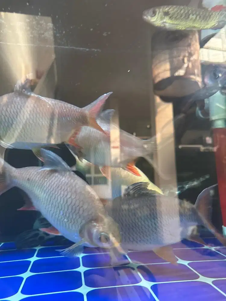 Jual ikan kaviat albino,hijau,panda Ukuran jumbo/besar