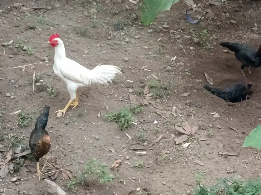 Ayam kampung umbaran