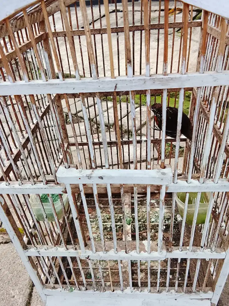 Jual burung Tepus lurik gede