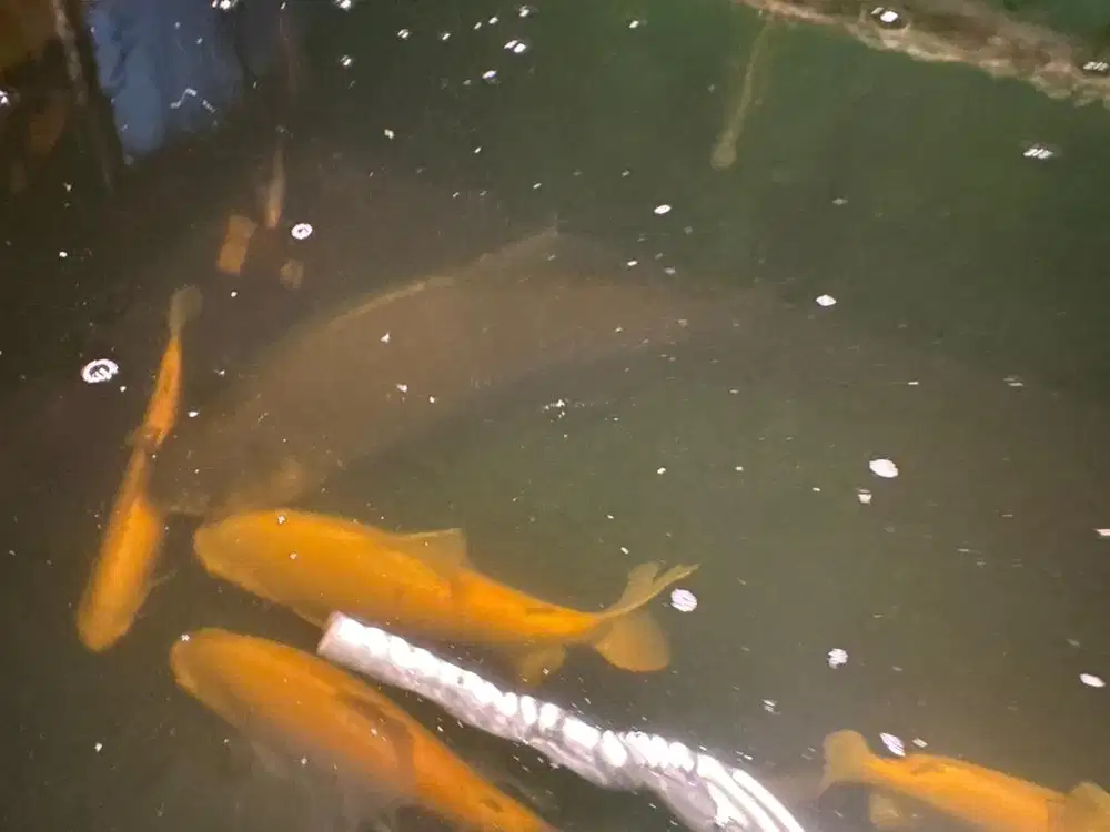 Ikan pacu hitam super super jumbo
