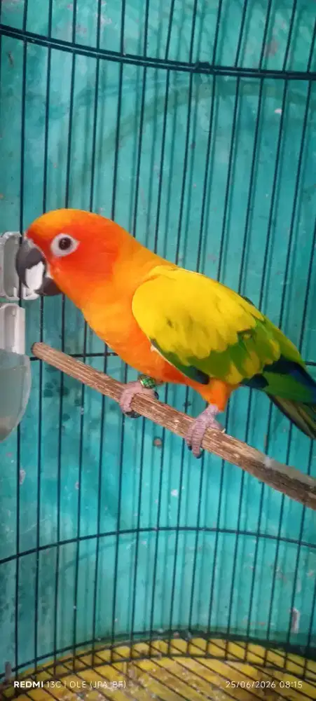 SUN CONURE HY JANTAN