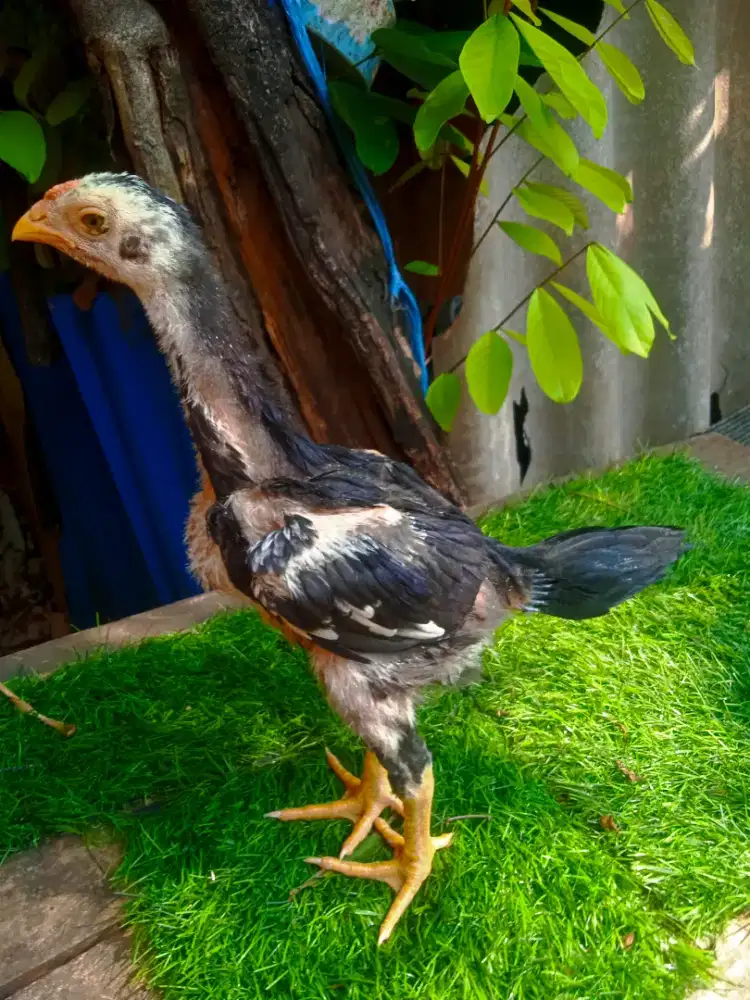 Ayam bangkok pakoy 1 bupan