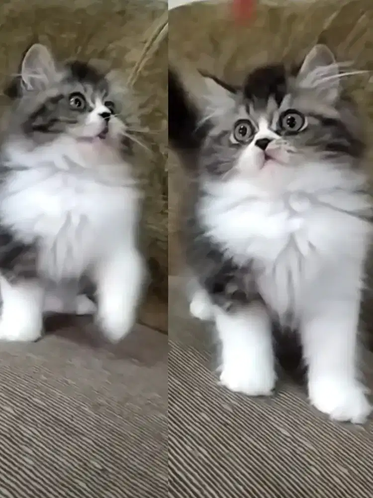 Kitten Persia Flatnose mix persia peaknose