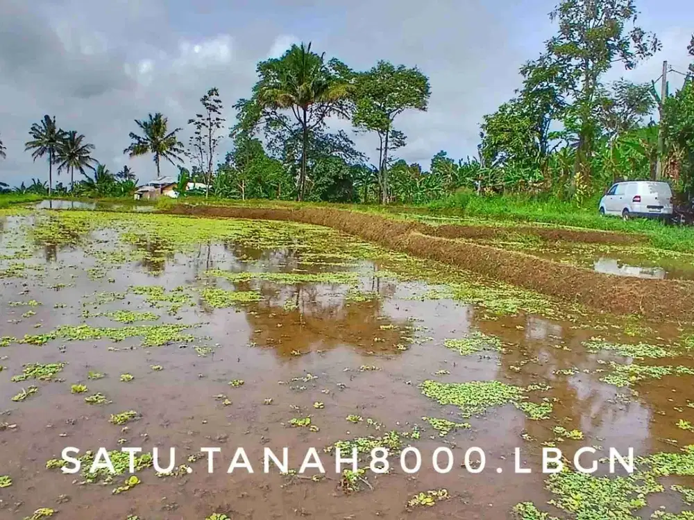 Dijual tanah kebun sawah luas subur pinggir jalan view bagus asri