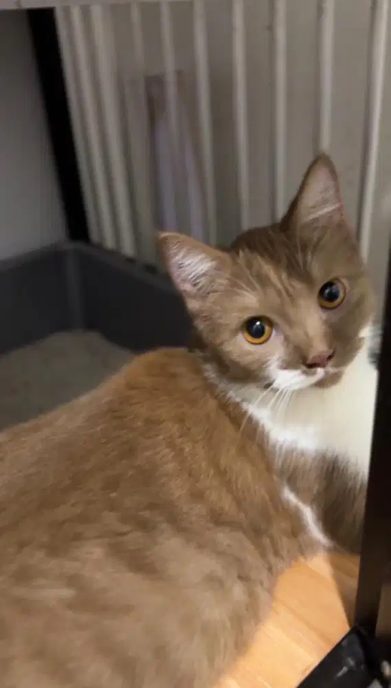 Kucing BSH Cinnamon