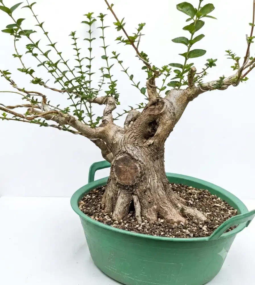 Bahan bonsai sancang