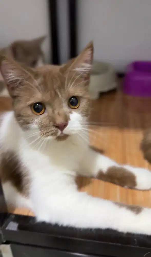 Kucing BSH Cinnamon