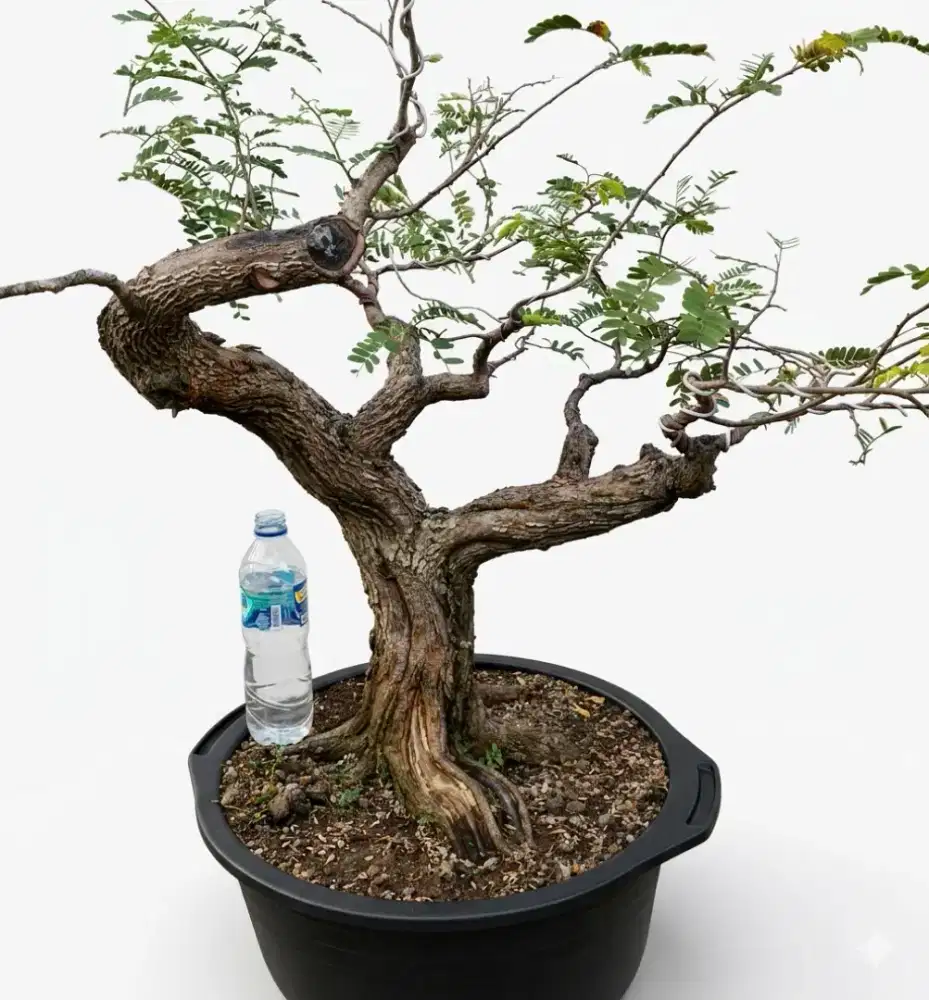 Bahan bonsai asem jawa