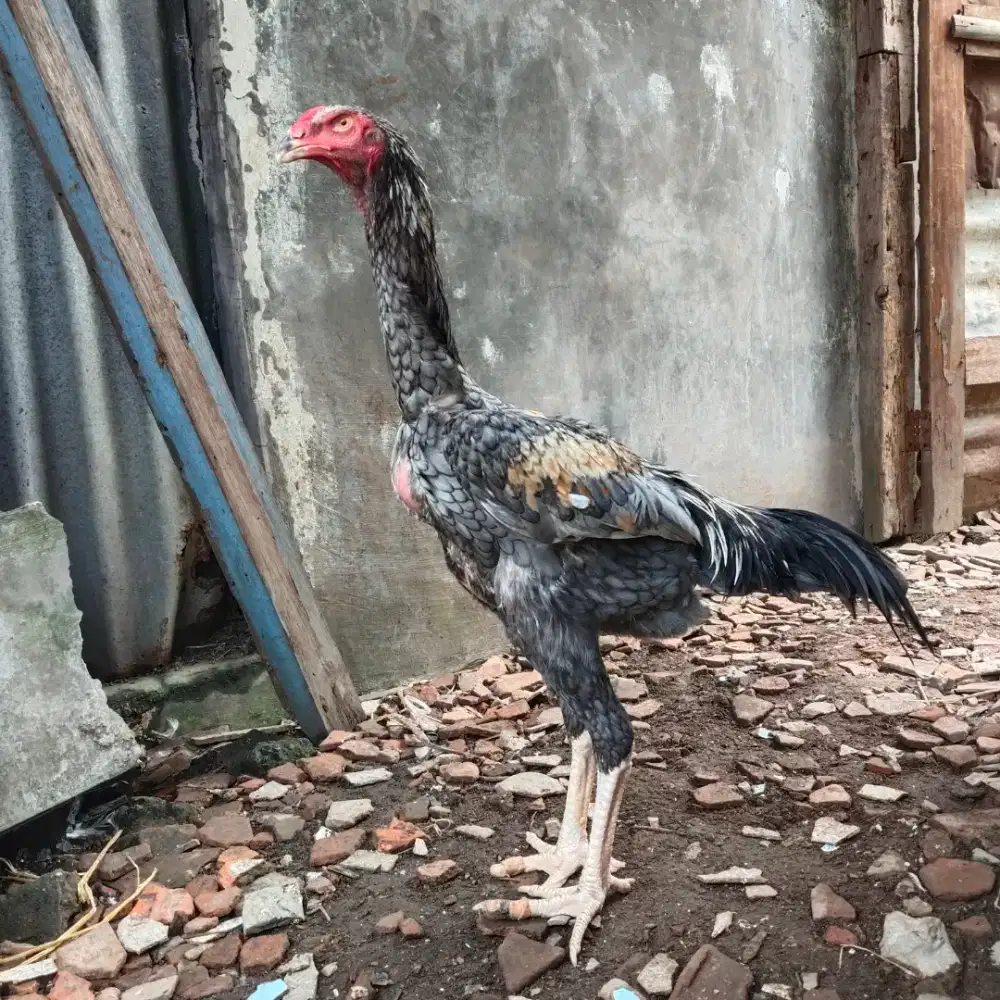 Ayam Shamo Eropa