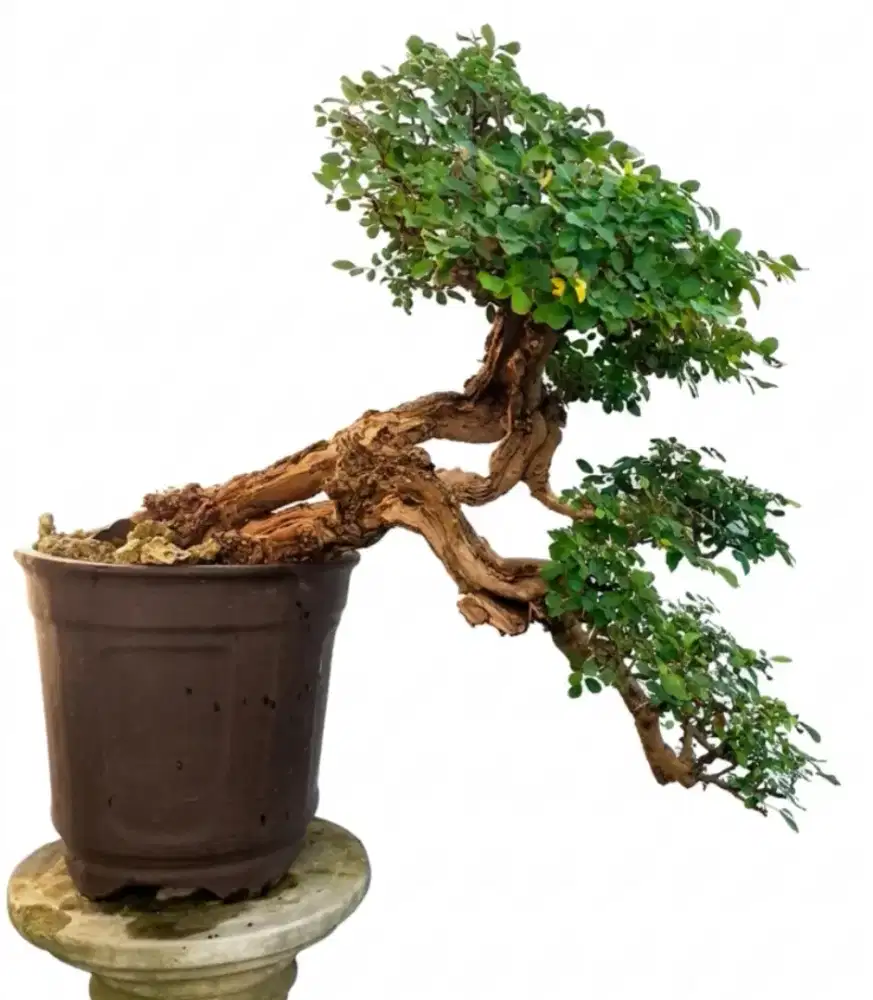 Bonsai ileng ileng tua