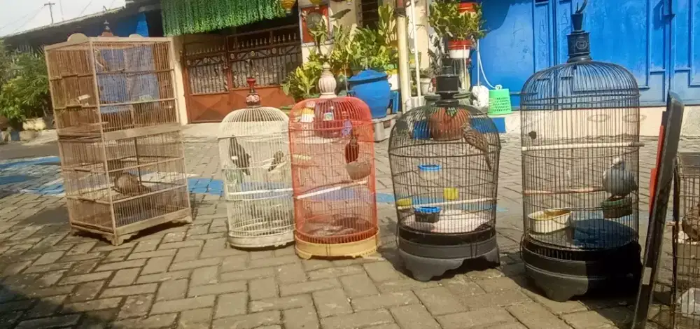 Kicauan dan anggunan