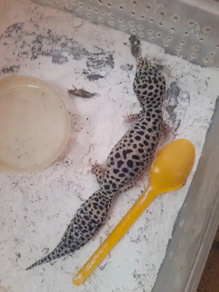 Jual geko sepasang