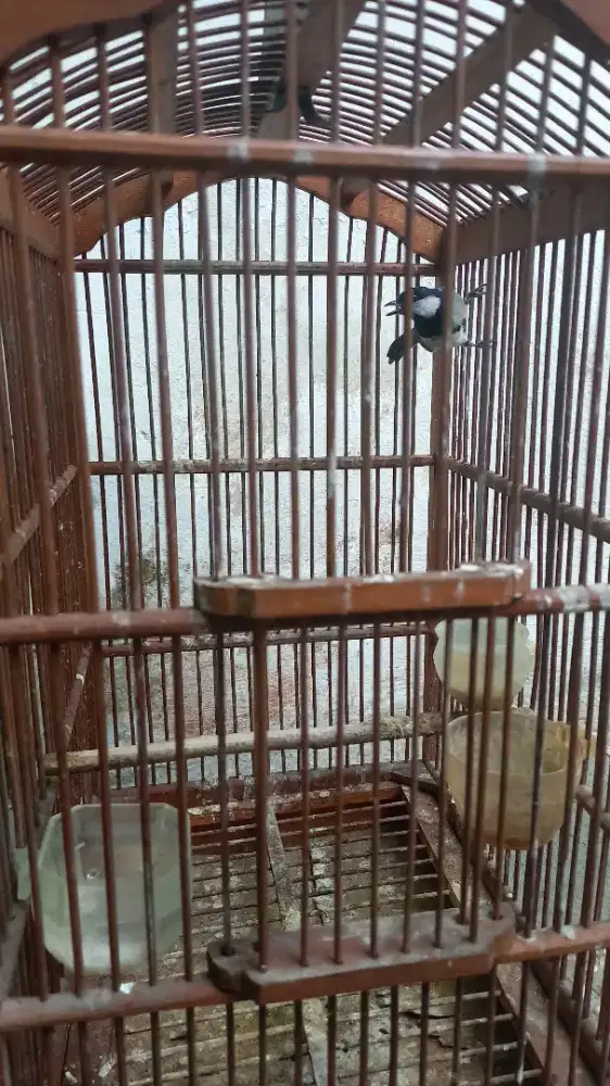 Burung Glatik wingko