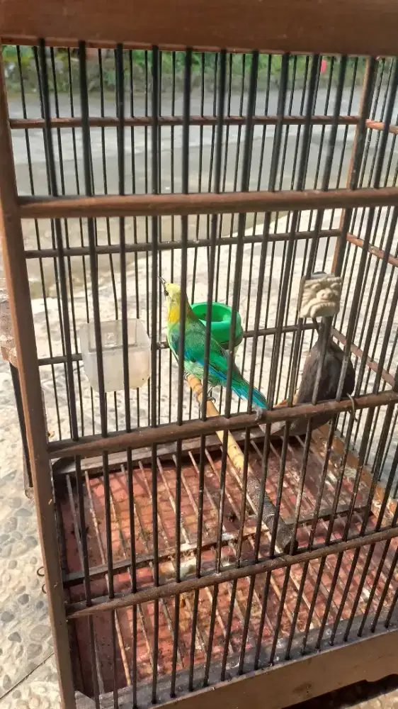 Burung cucak ranti