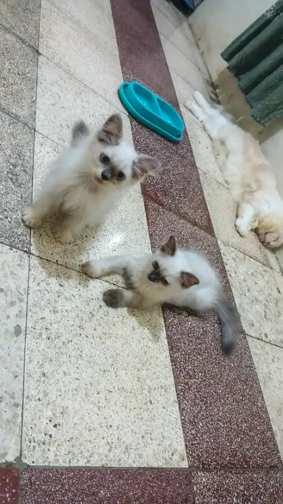 LA kitten 3 bulan