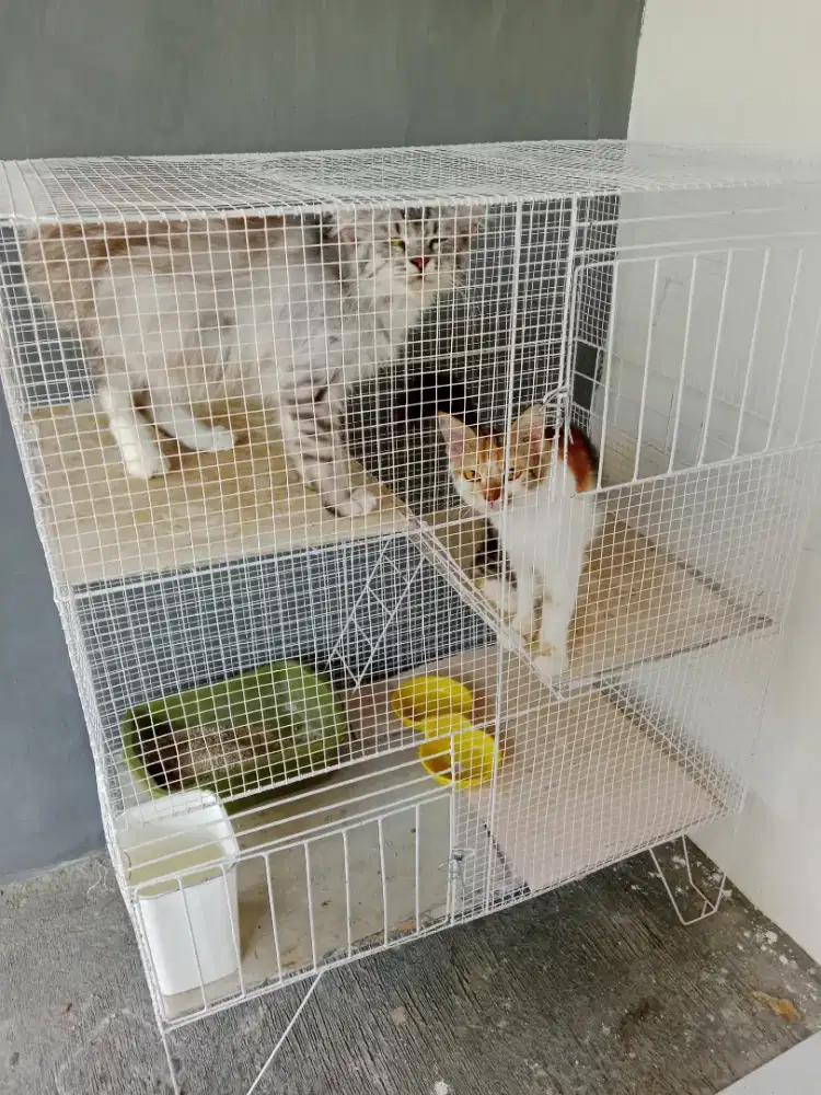 Kucing dan kandang