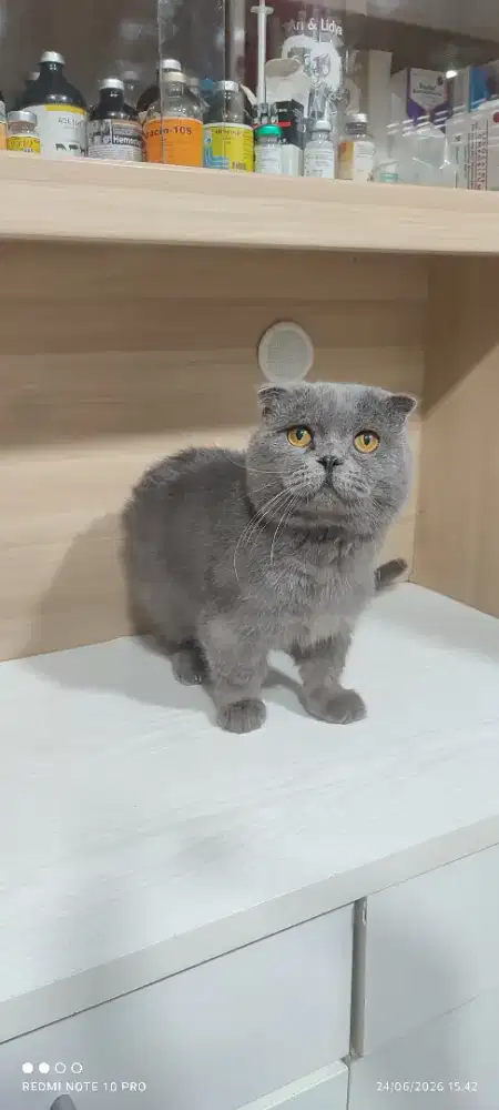 Jasa Pacak Gaelic Fold / Munchkin Scottish Fold Blue line Vietnam