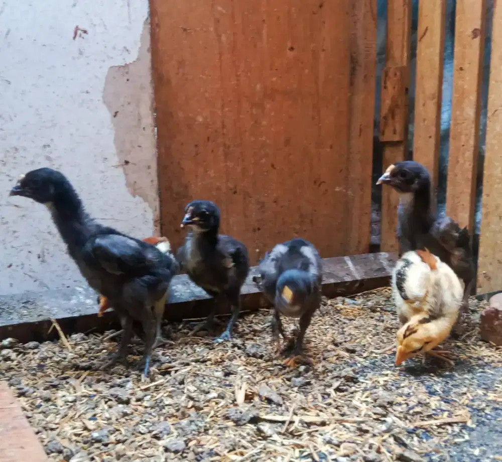 AYAM PELUNG ANAKAN