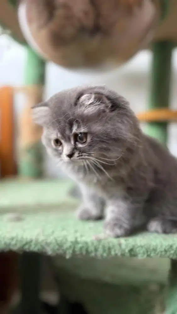 British Long Hair Munchkin Kitten