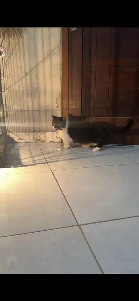 Munchkin gaelic adult betina