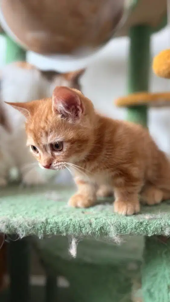 Munchkin BSH British Anak Kucing Kitten Orange Oyen