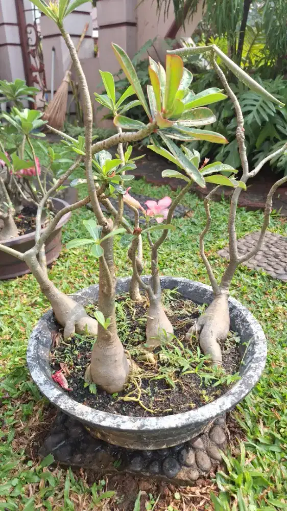 Tanaman hias adenium bonggol sedang