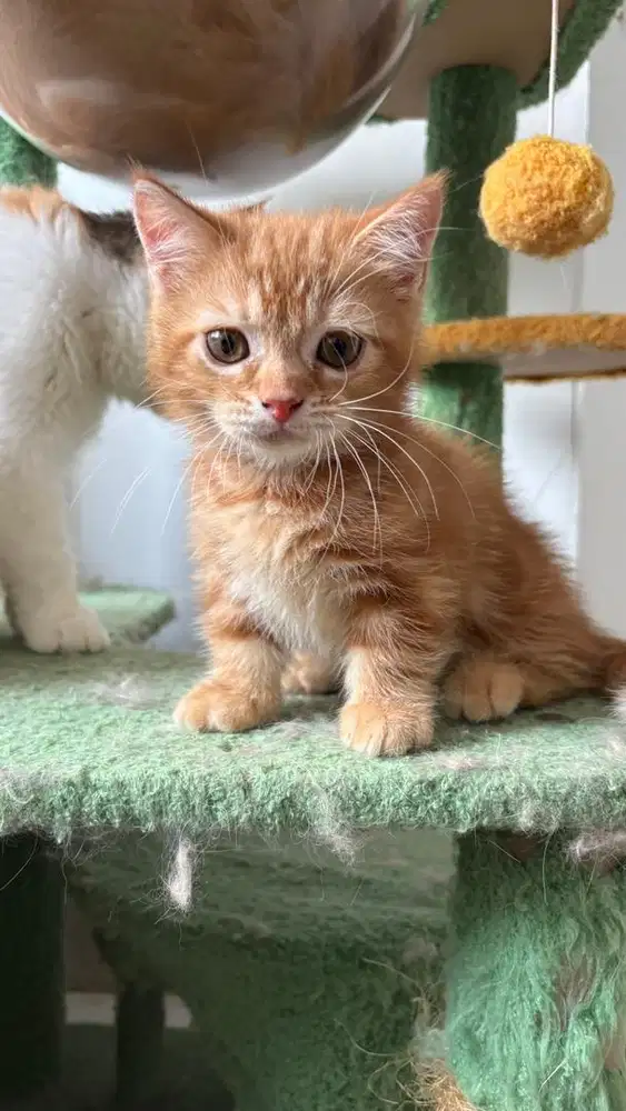 BSH Munchkin - British Short Hair Cebol