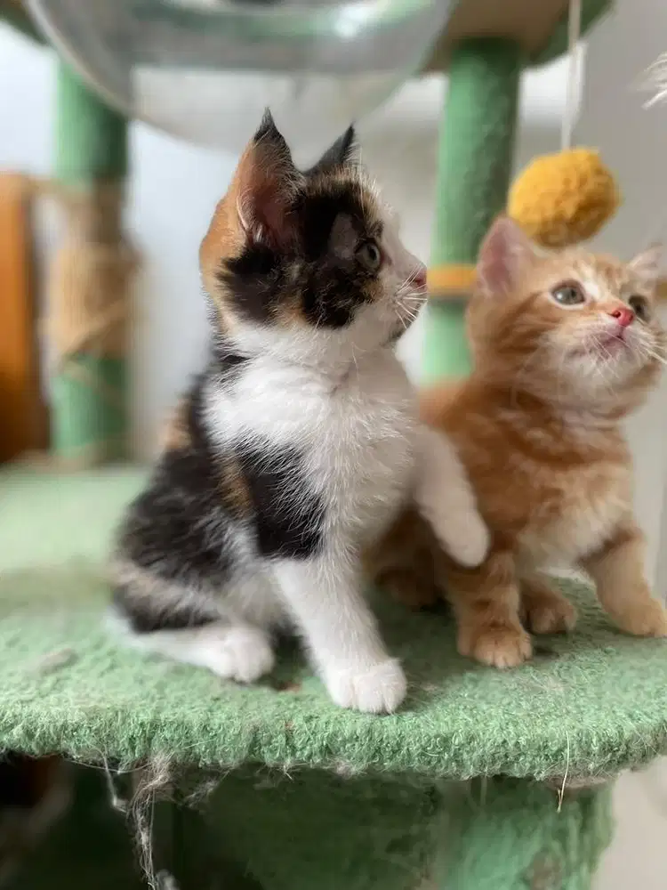 BSH Calico Kitten