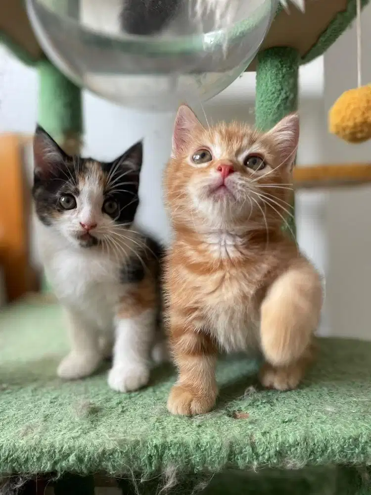 BSH Calico Kitten British Anak Kucing